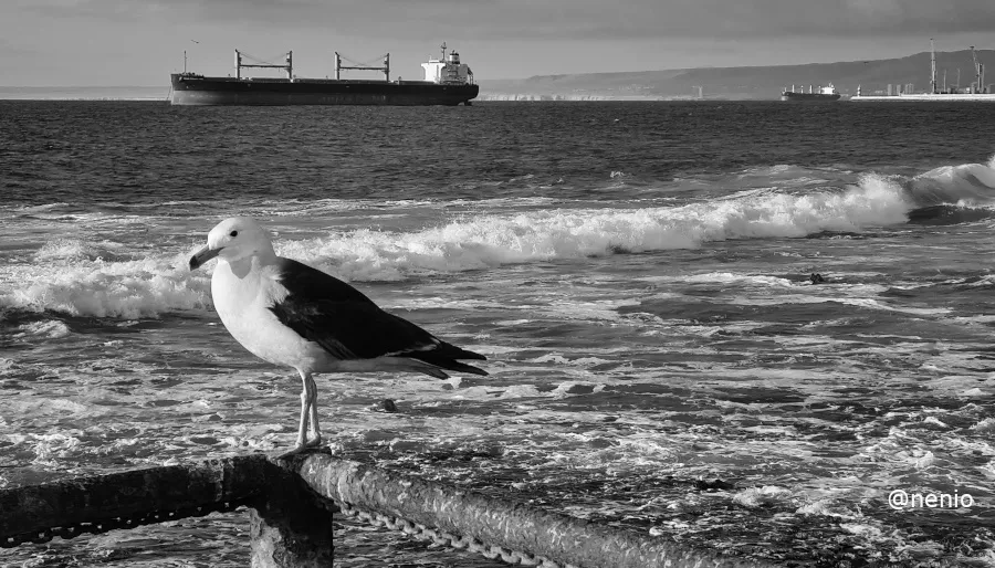 seagull-ship-001-bw.jpg