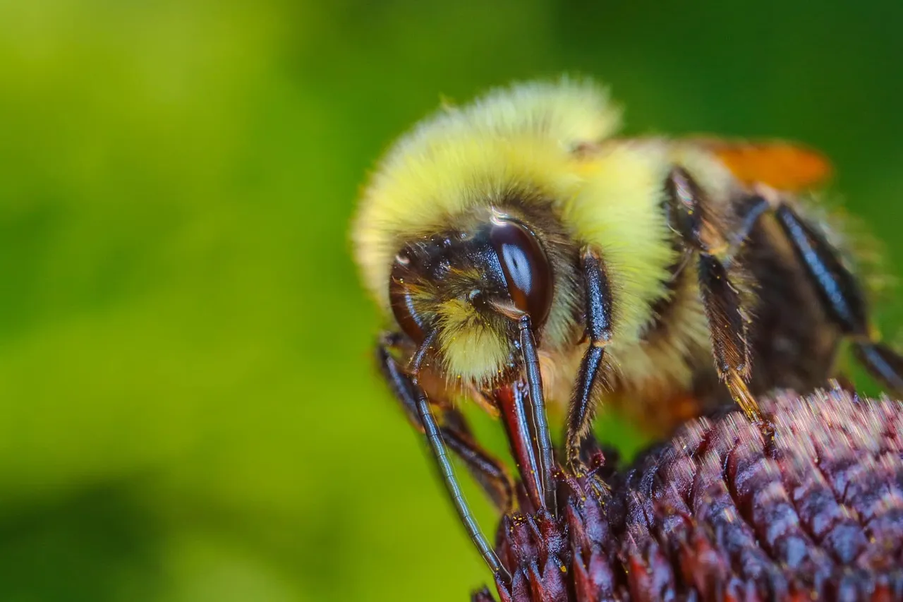 insects pst (2).jpg