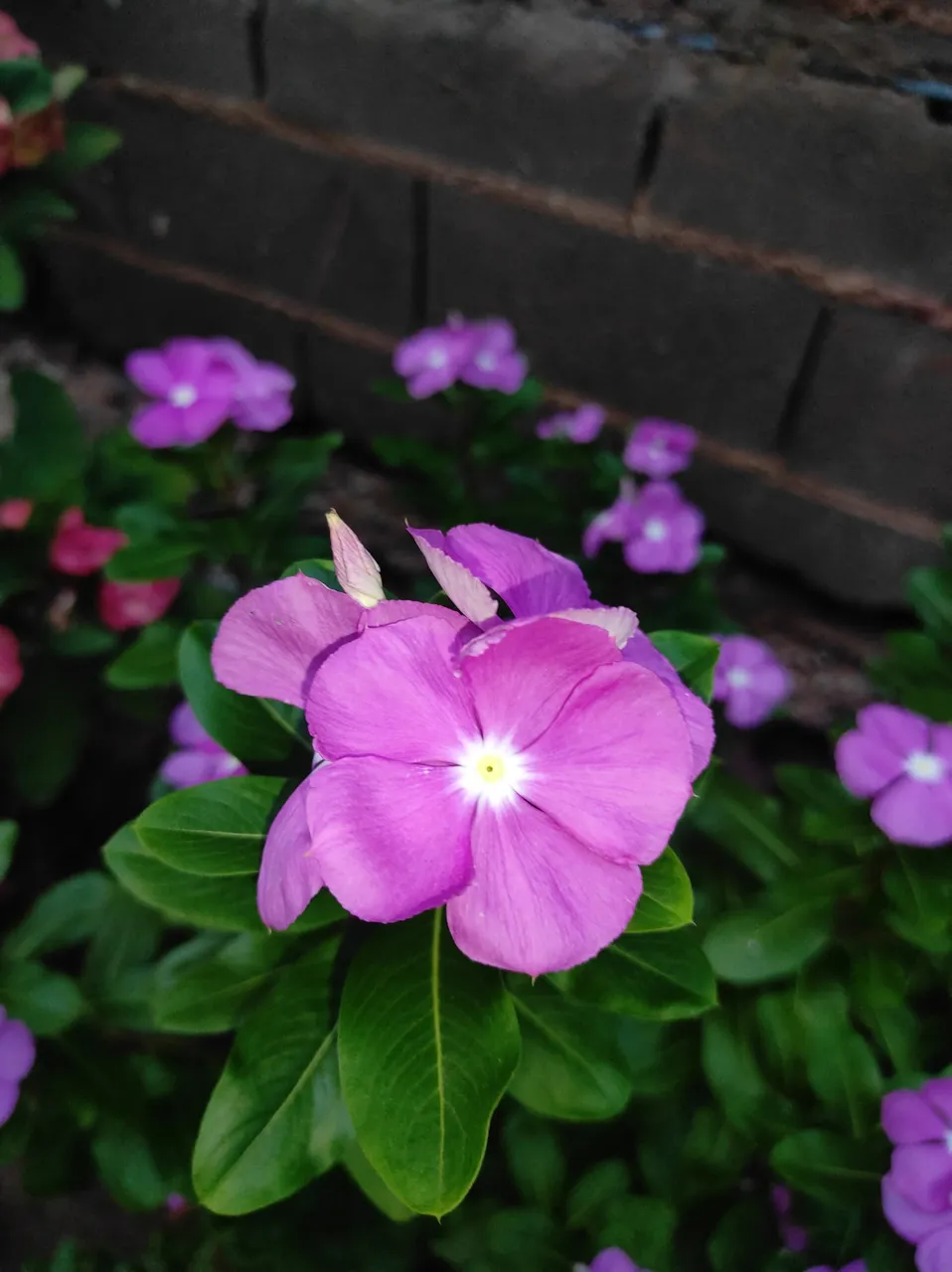 Un poco de nuestro jardín🌿🌸 | A little of our garden🌿🌸