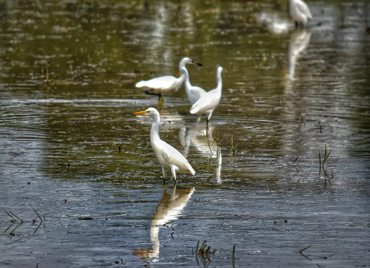 Little egrets 4.jpg