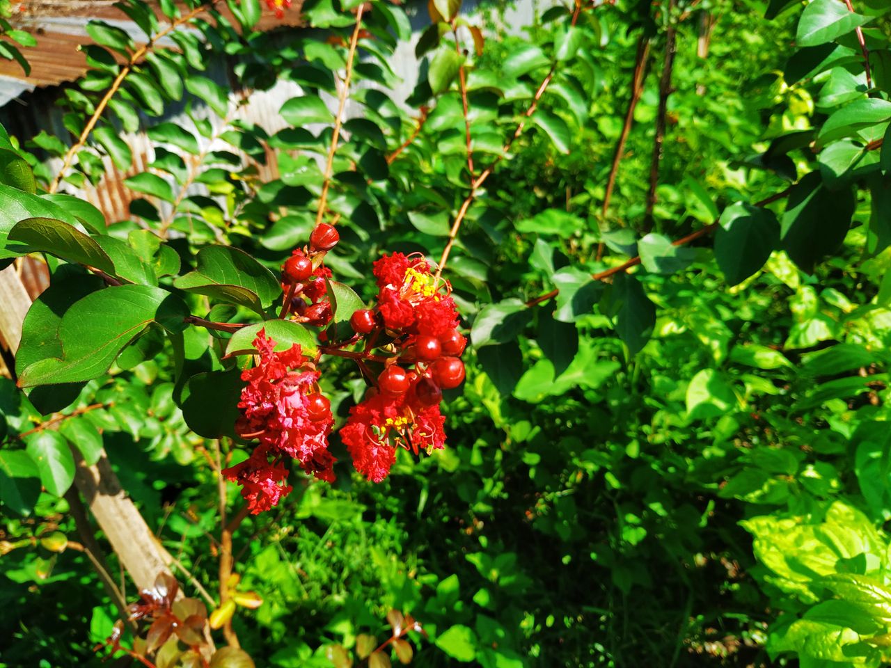IMG_20200725_144434.jpg