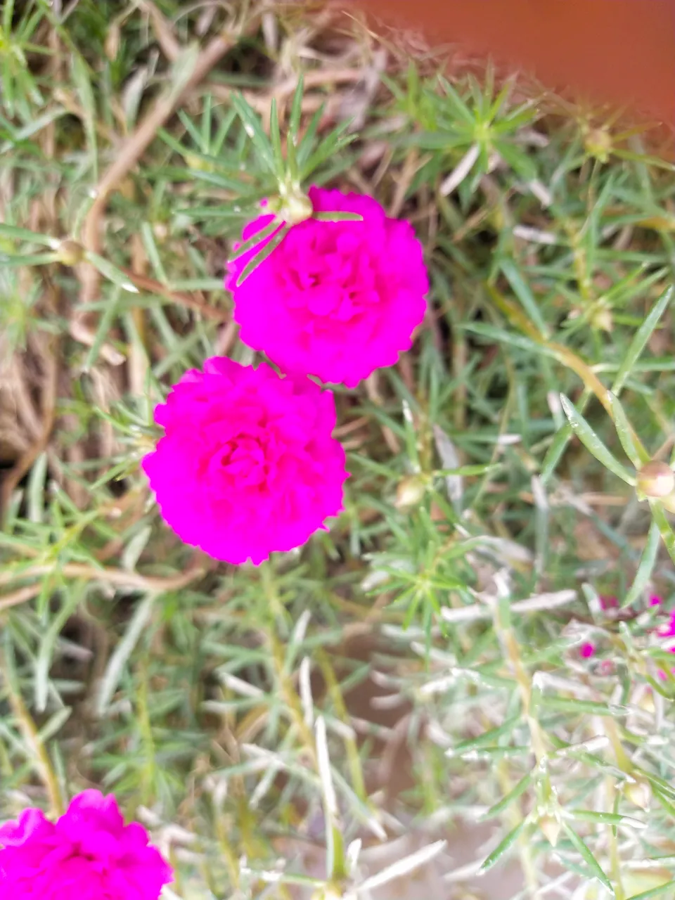 IMG_20210812_095459.jpg
