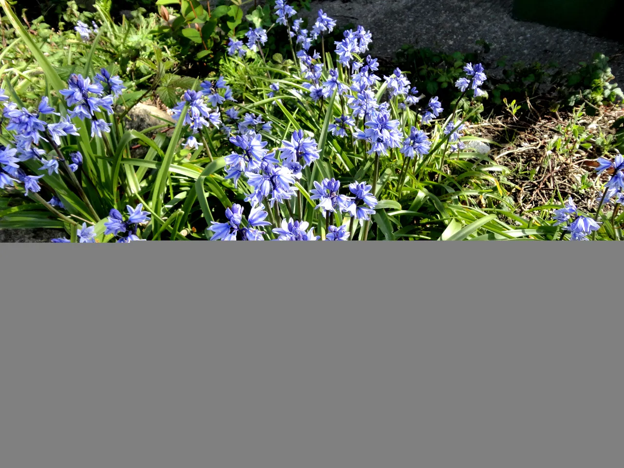 english bluebells.JPG