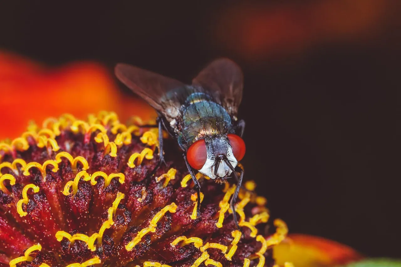 insect post (9).jpg