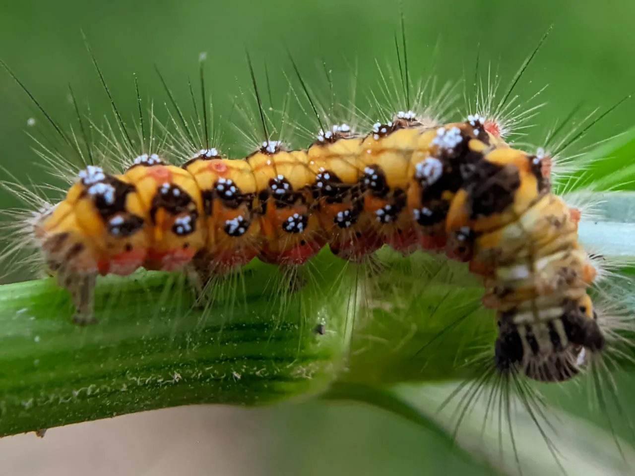 caterpillar (11).jpeg