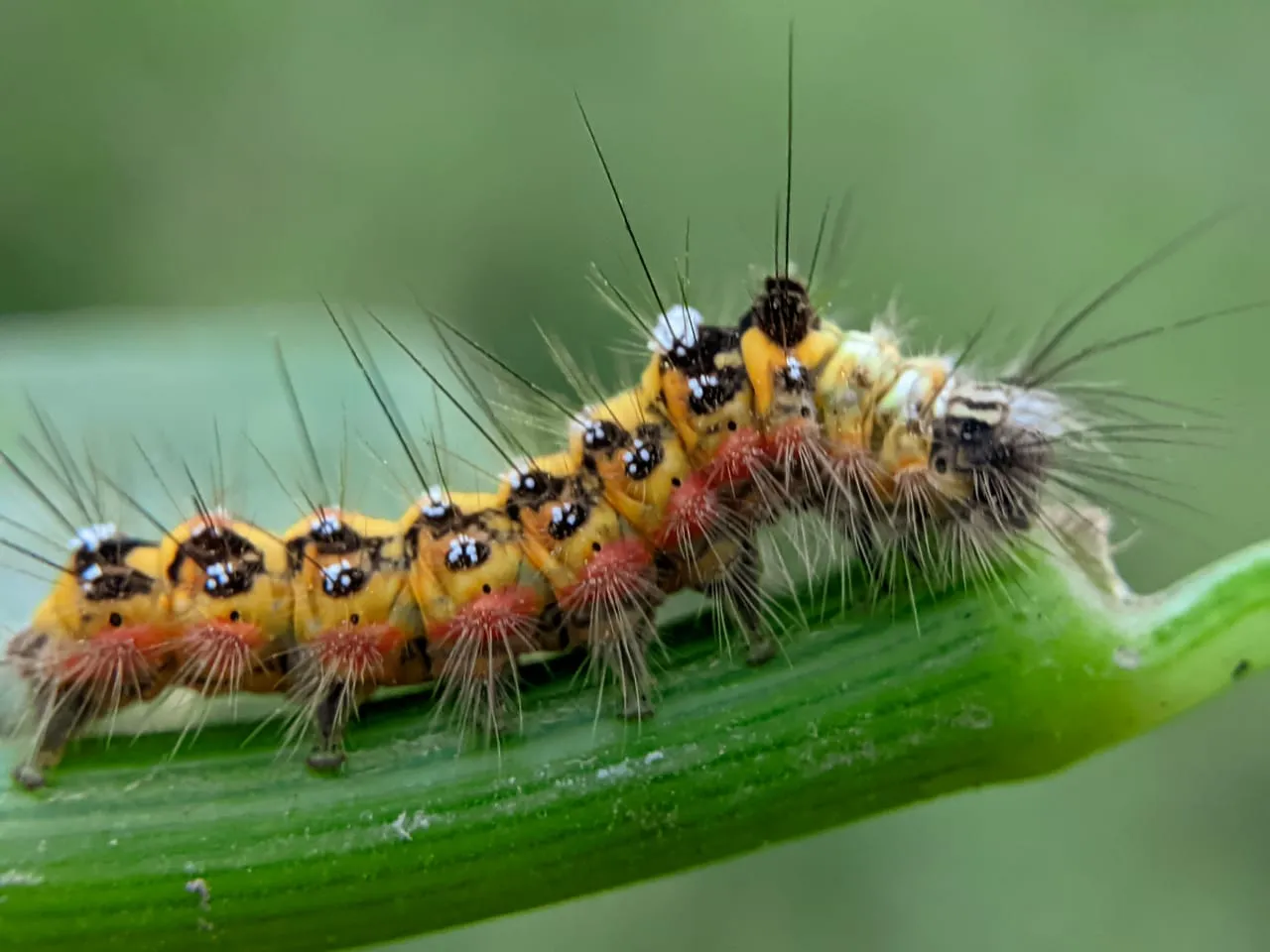 caterpillar (17).jpeg