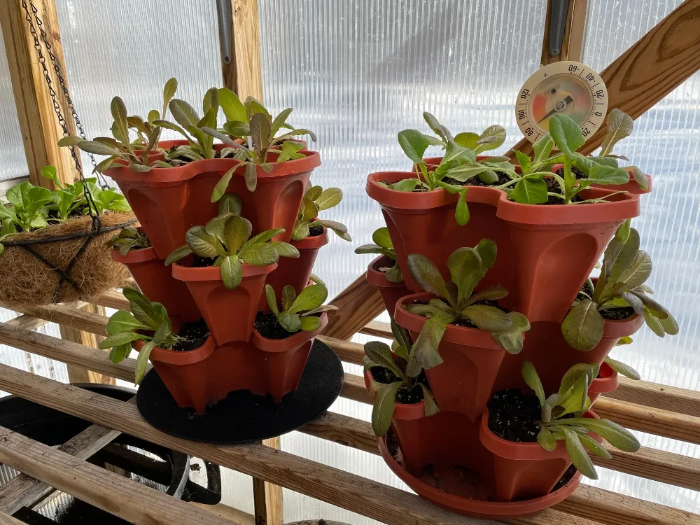 hive-garden-lettuce.jpg