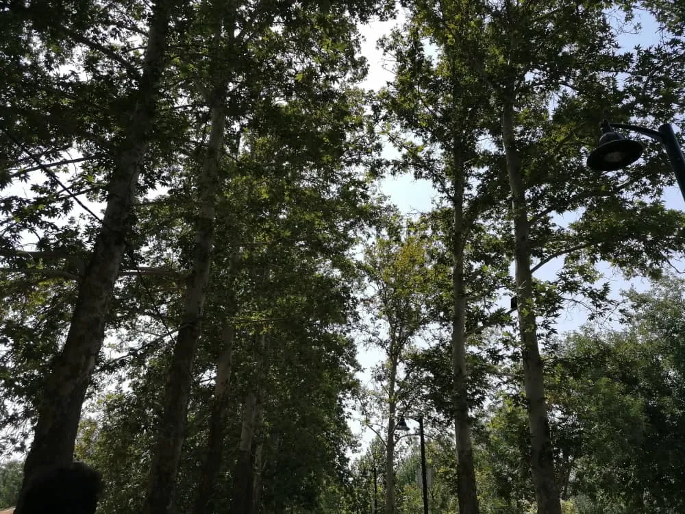 park9873284 (26).jpeg