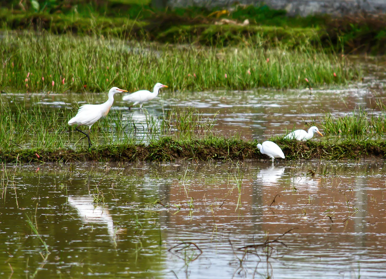 Little egrets 2.jpg
