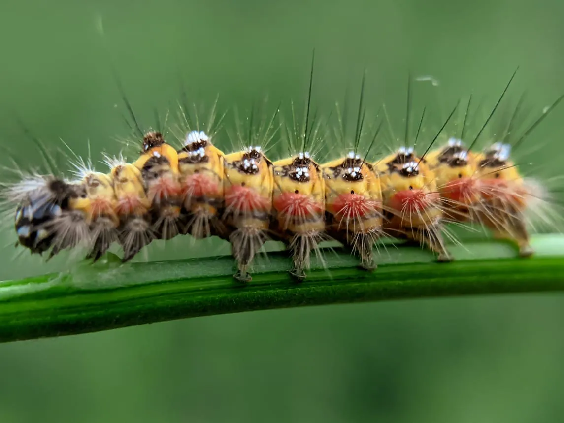 caterpillar (19).jpeg