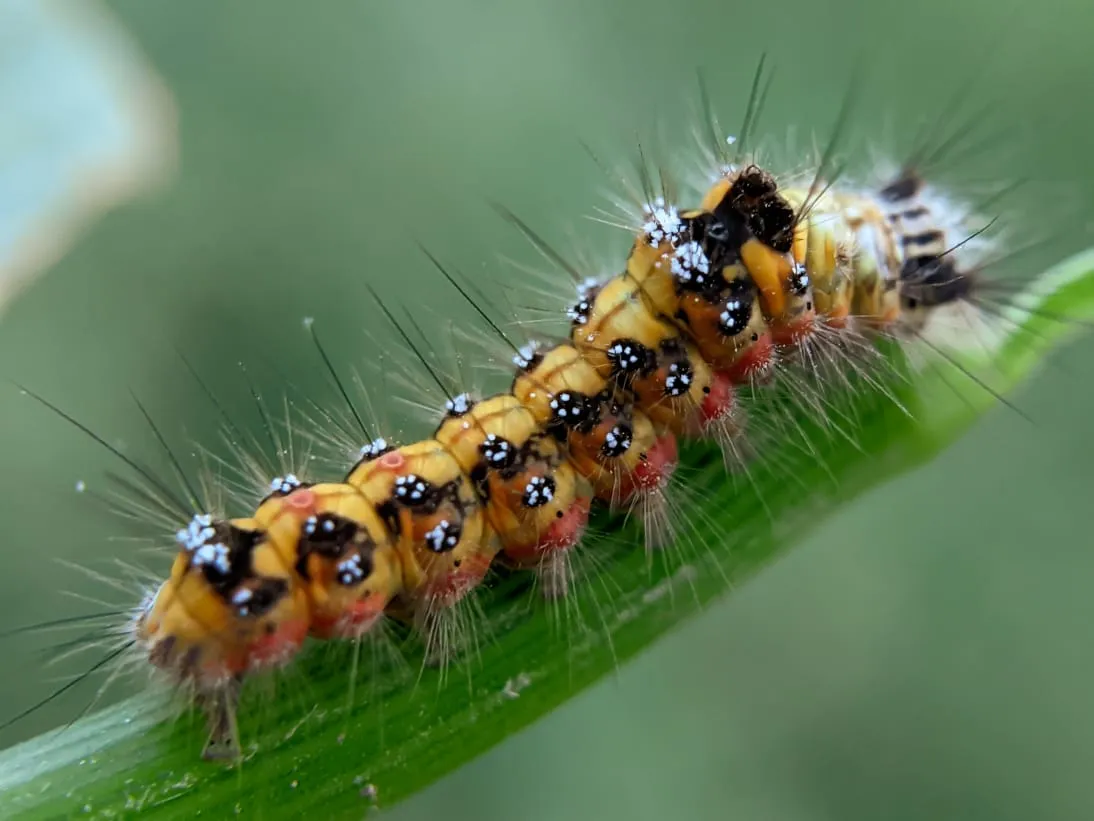 caterpillar (13).jpeg
