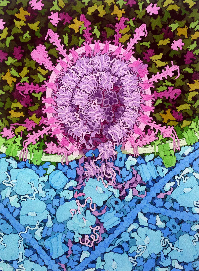 sars-cov-2-fusion-1.png