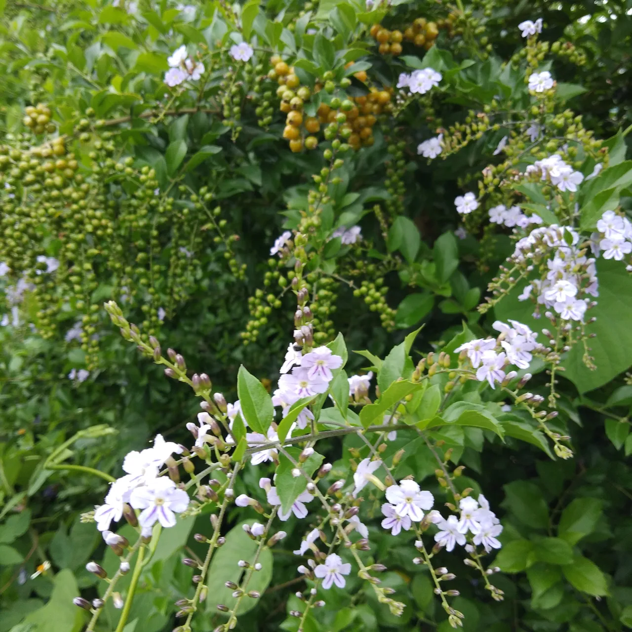 IMG_20210608_180736.jpg