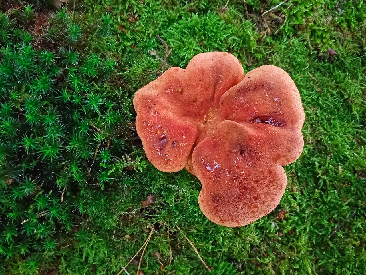 red mystery mushroom from above