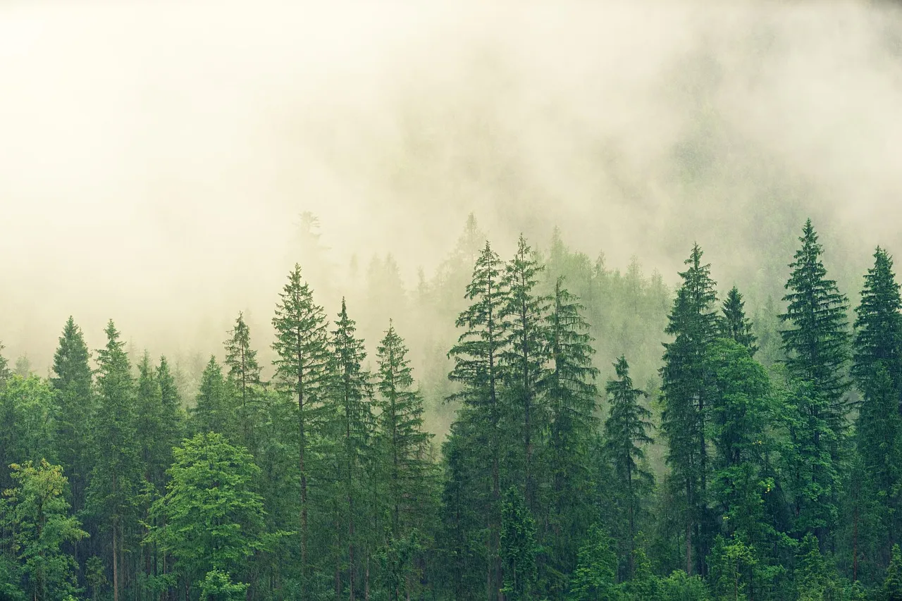 forest-3622519_1280.jpg