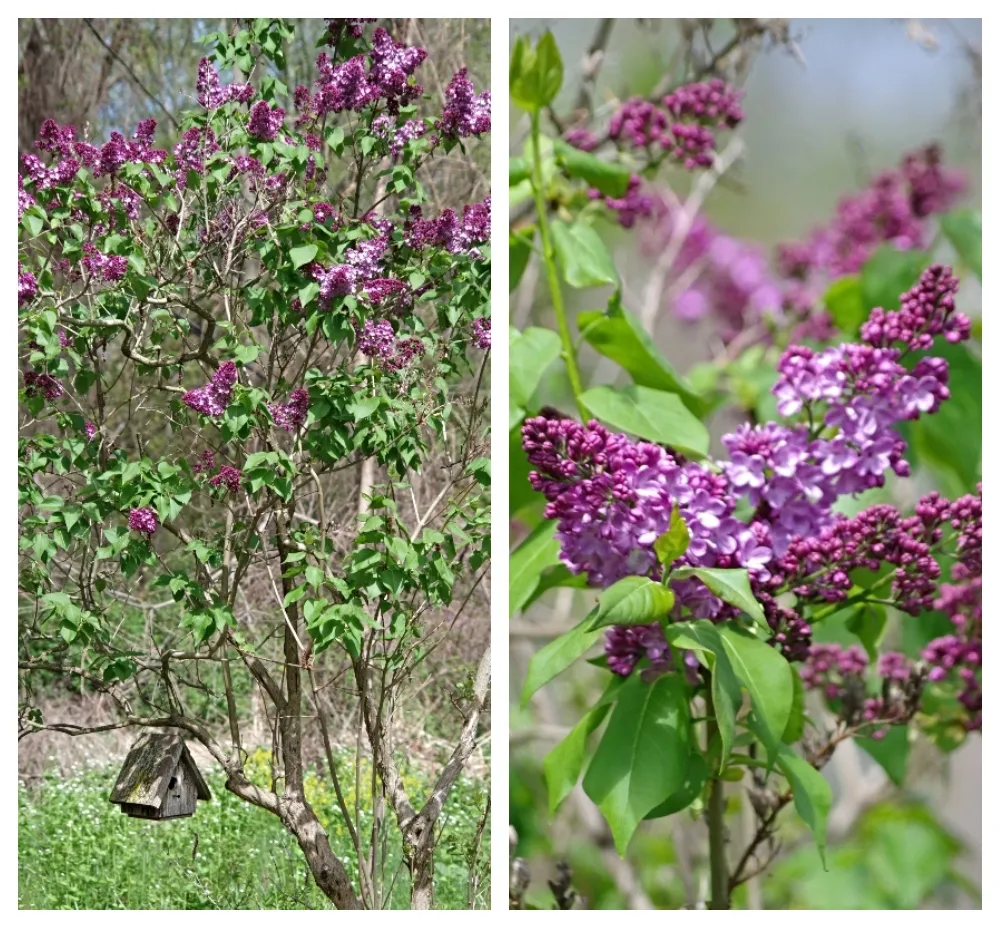 hivegarden-lilacs-a.jpg