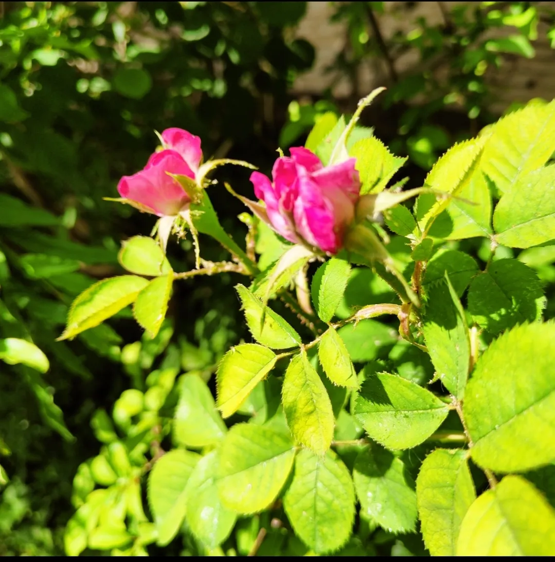 "IMG_20230414_085318.jpg"