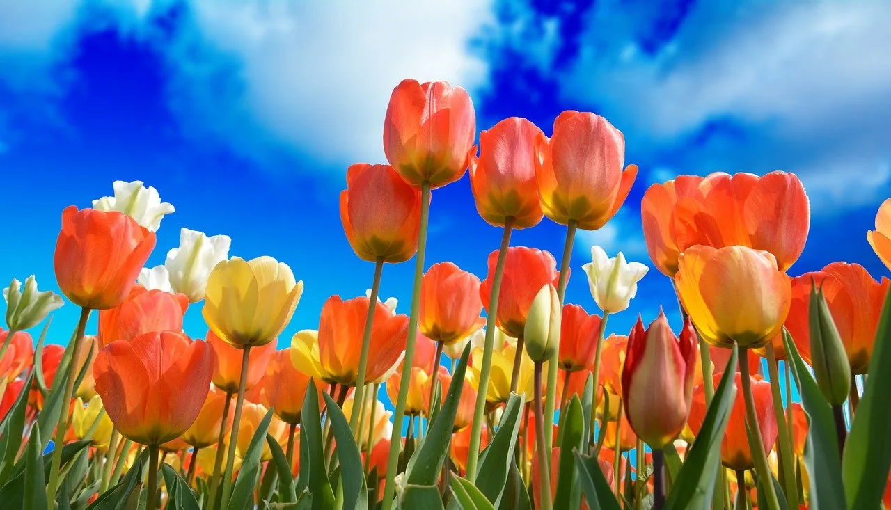 tulips-3251607_1280.jpg