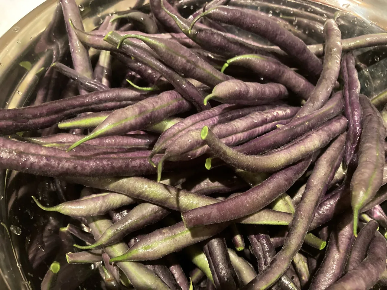 harvest beans 1.jpg