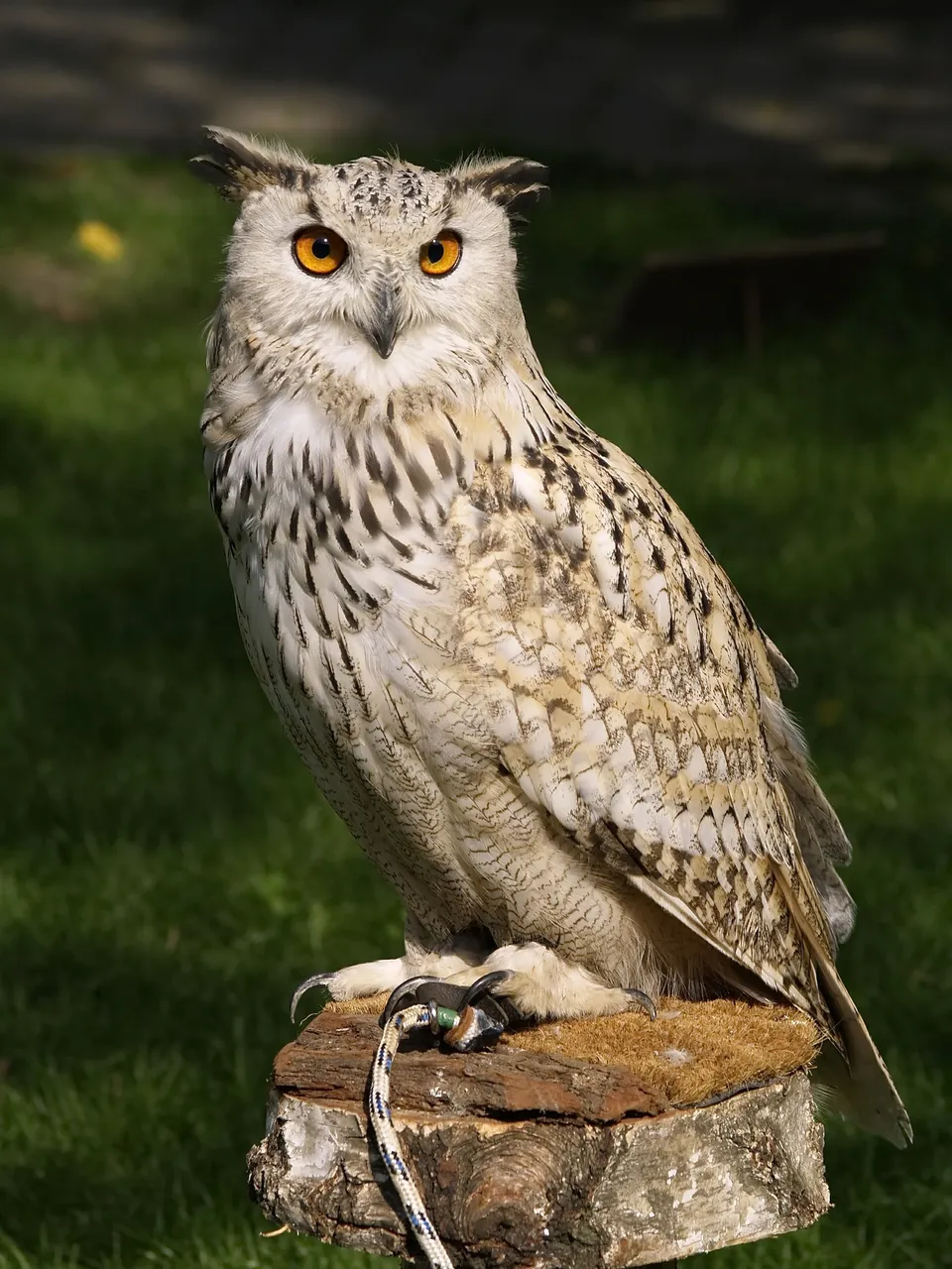 owl-gc50a605ad_1920.jpg