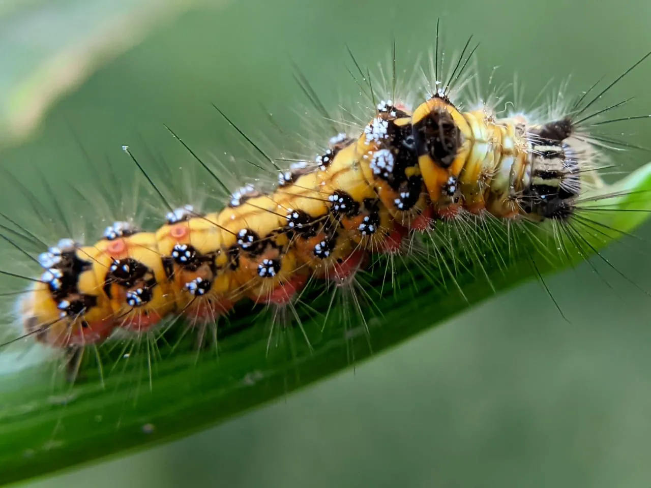 caterpillar (15).jpeg