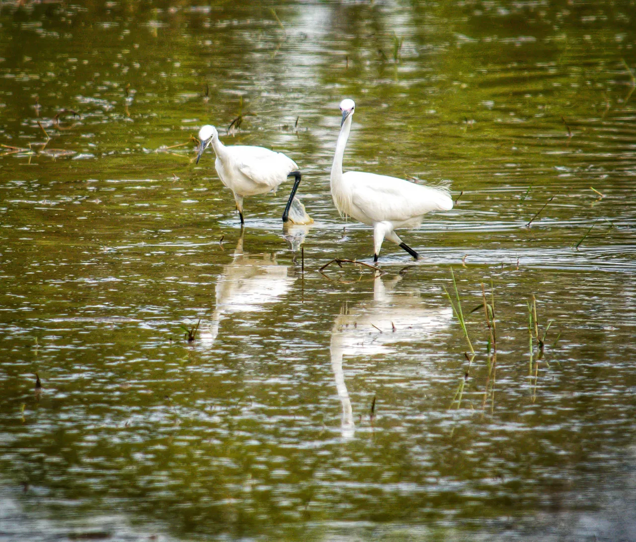Little egrets 3.jpg