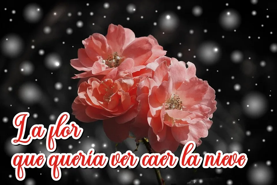 rose-572757_960_720.jpg
