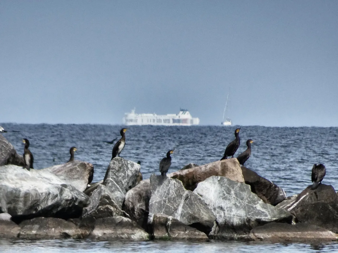 Birds and a ferry on the Baltic Sea
