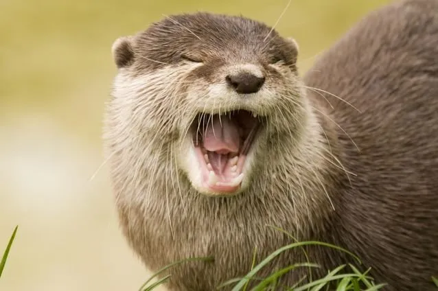 happy otter