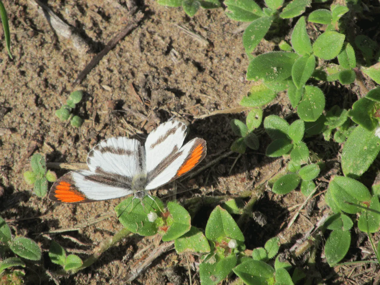 Round winged orange-tip butterfly