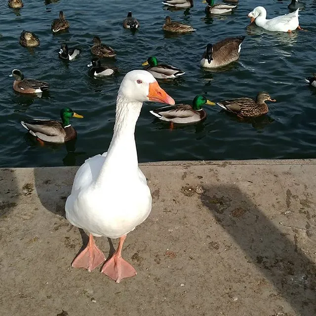 goose-tingley-park.jpg