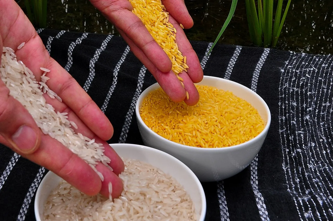 1280px-Golden_Rice.jpg