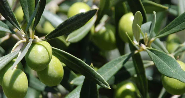 olive leaves 1.jpg