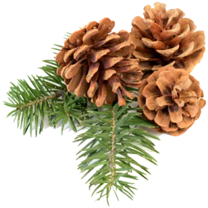 pine_cone_PNG13358.png