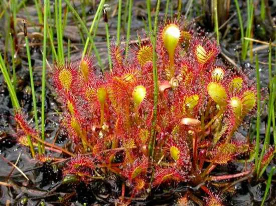 Drosera_intermedia.jpg