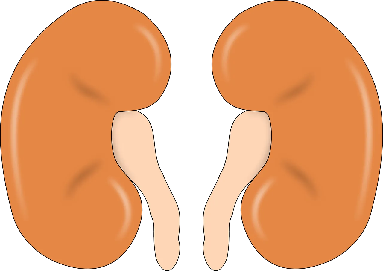 kidney-147499_1280.png