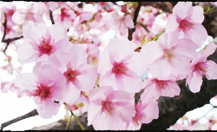 flor de cerezo.jpg