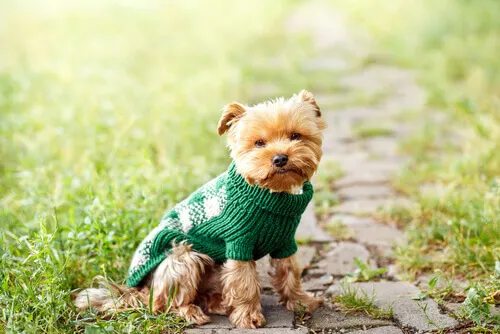 roupa-para-animais.jpg