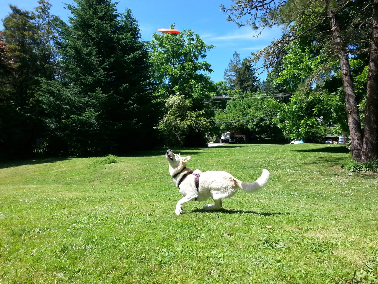 Yeti Frisbee 2.jpg