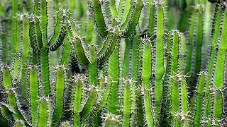 cactus-1453793_640.jpg