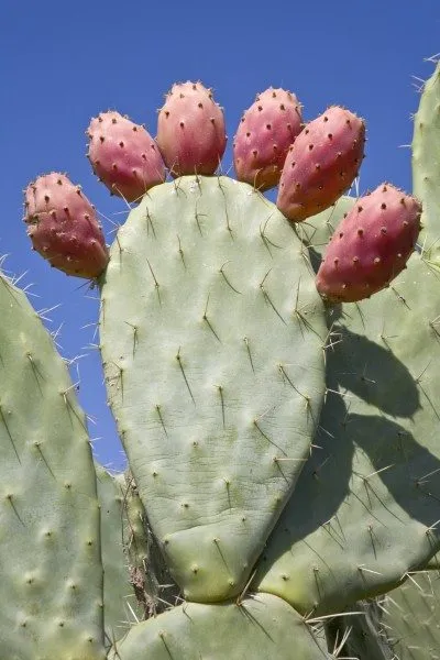 prickly-pear-fruit.jpg