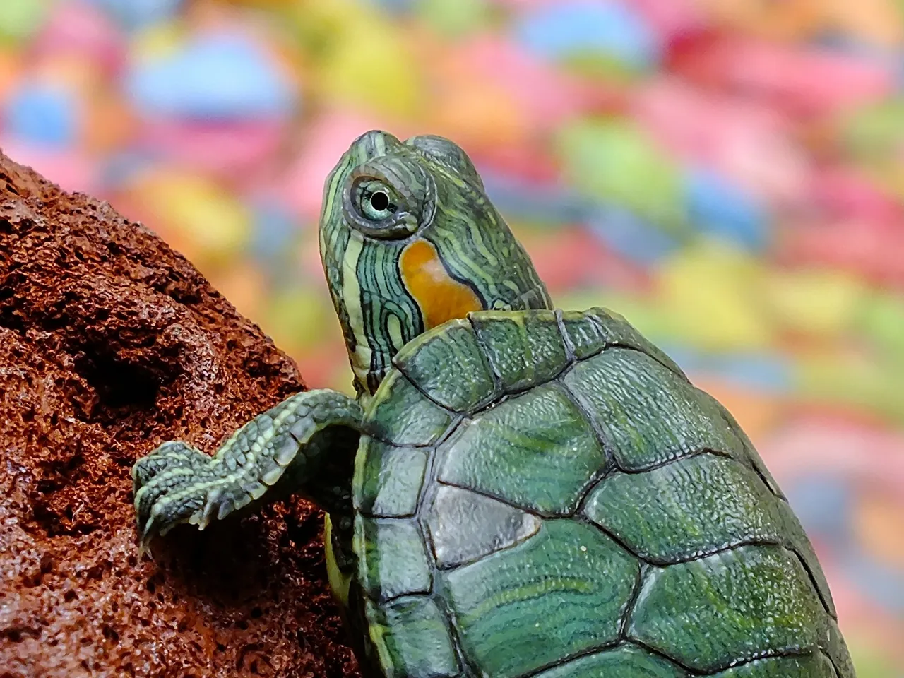 turtle-182121_1920.jpg
