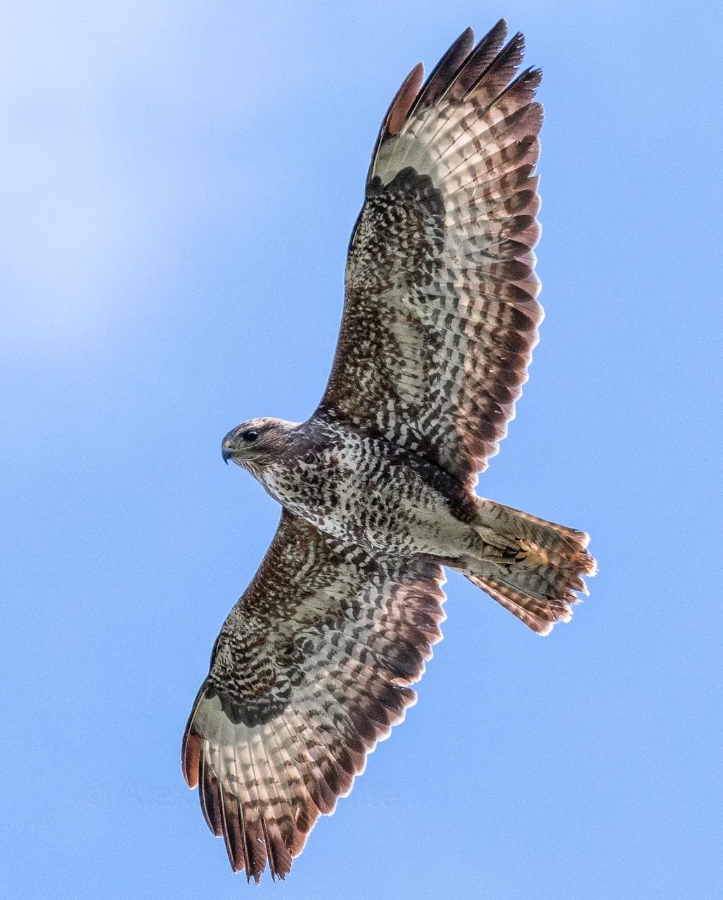 Hawk Banking 2.JPG