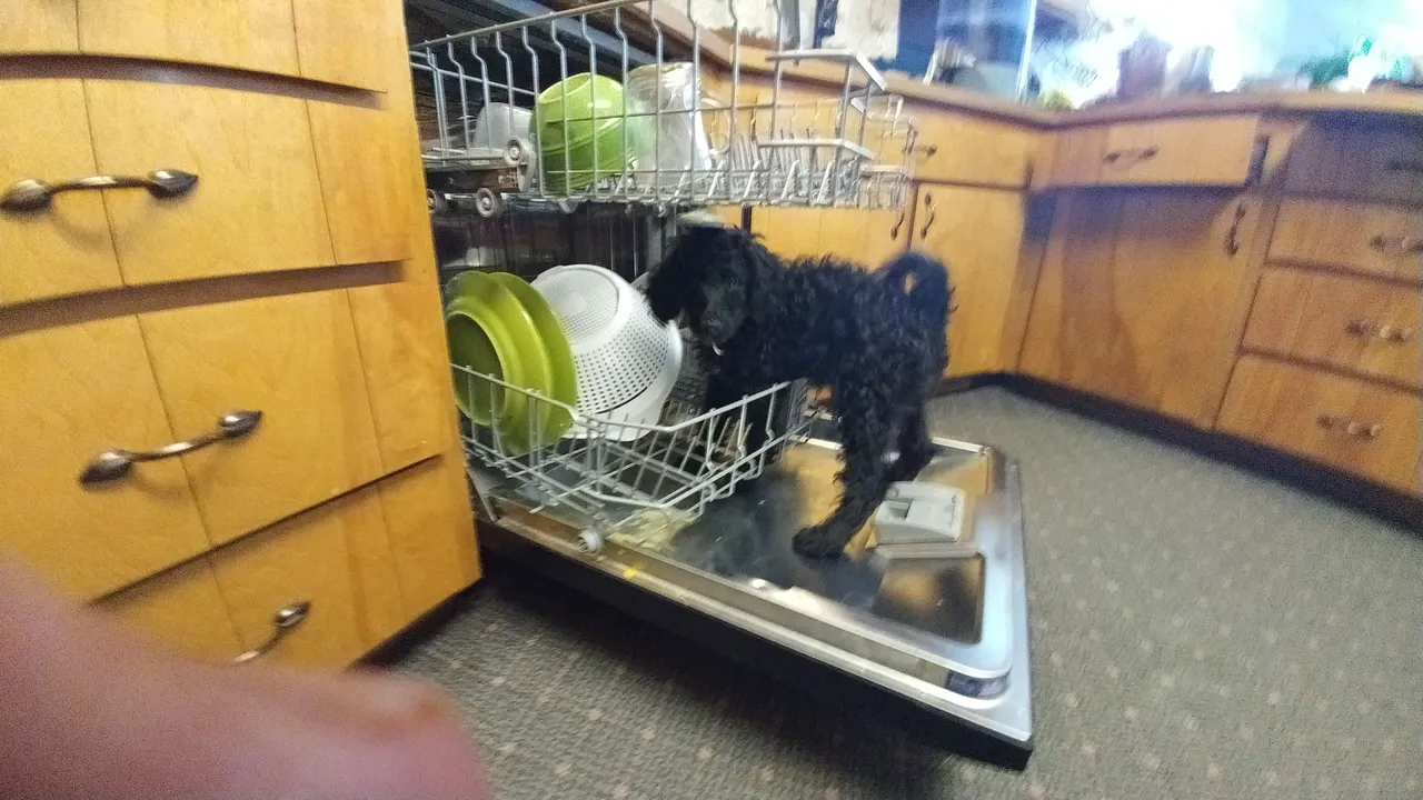 Sheba dishwasher.jpg