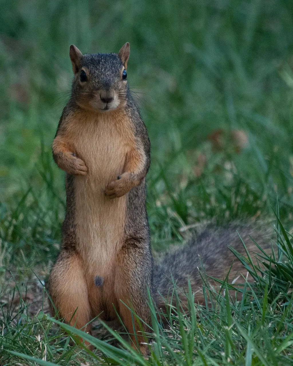 standing squirel.JPG