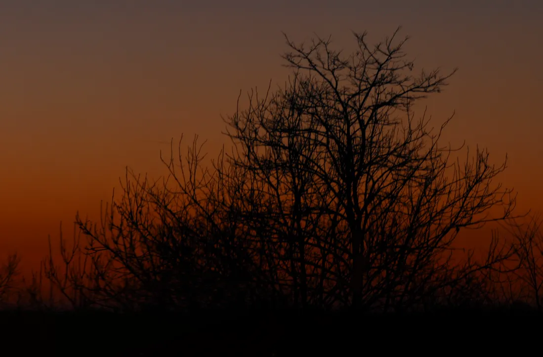 eveningtree@0.2x.png