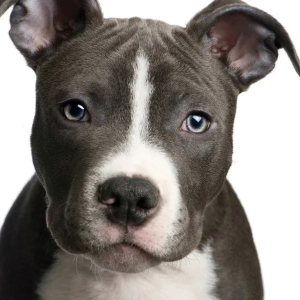 pit_bull_puppy_l26.jpg