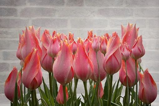 tulip-3375195__340.jpg