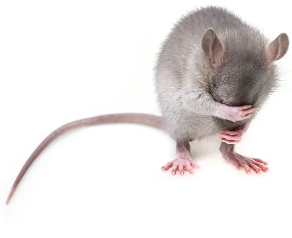 mouse-3194768__480.jpg