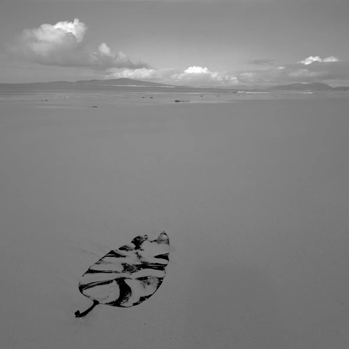 westbeachberneray-.jpg